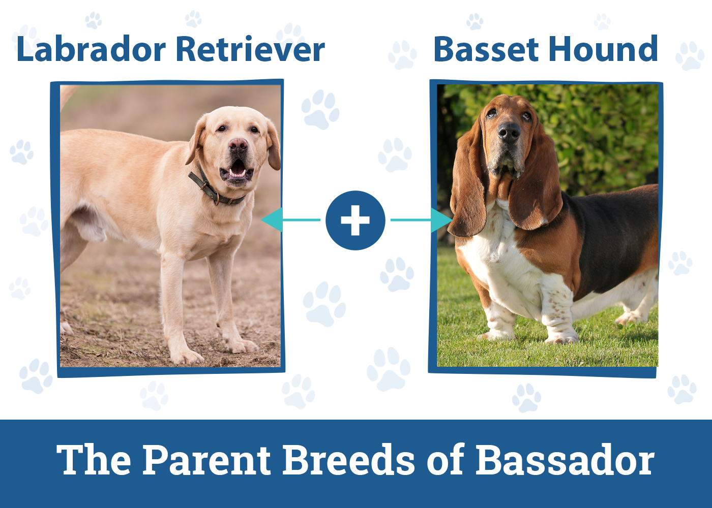 The Parent Breeds of Bassador