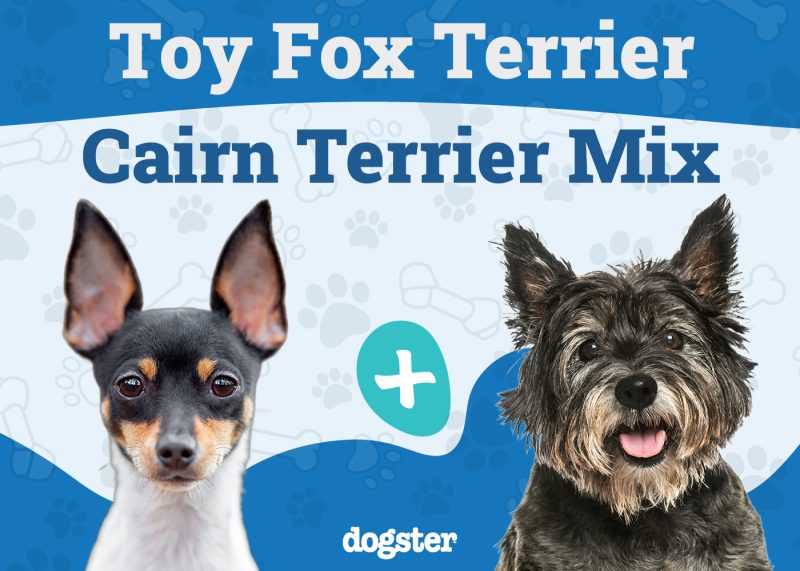 Toxirn - Toy Fox Terrier Cairn Mix
