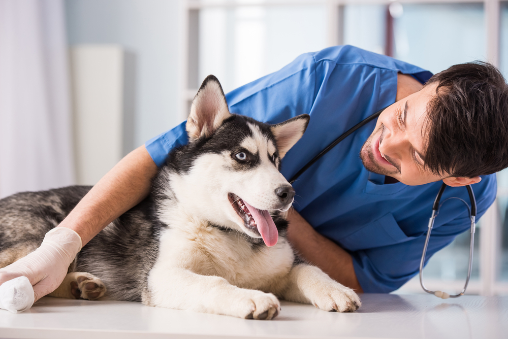 Vet examining a Siberian Husky puppy