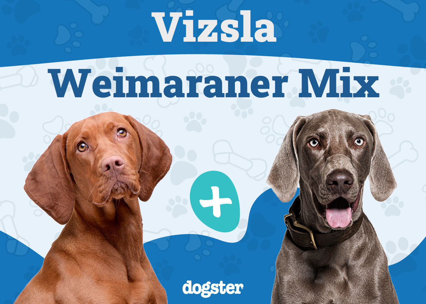 Vizmaraner - Vizsla Weimaraner Mix