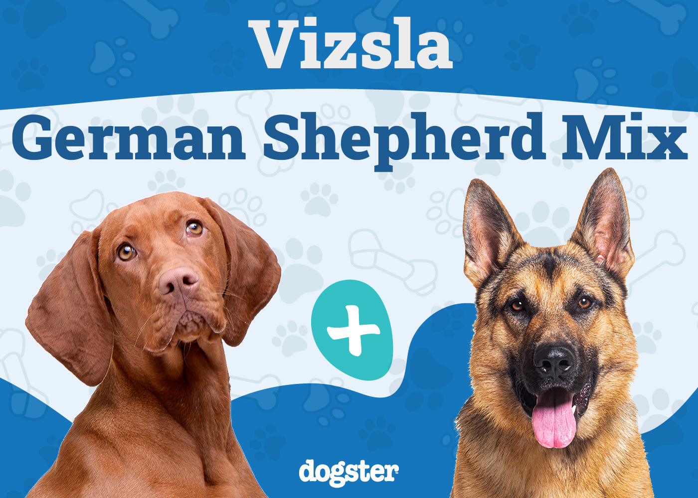 Vizsla German Shepherd Mix