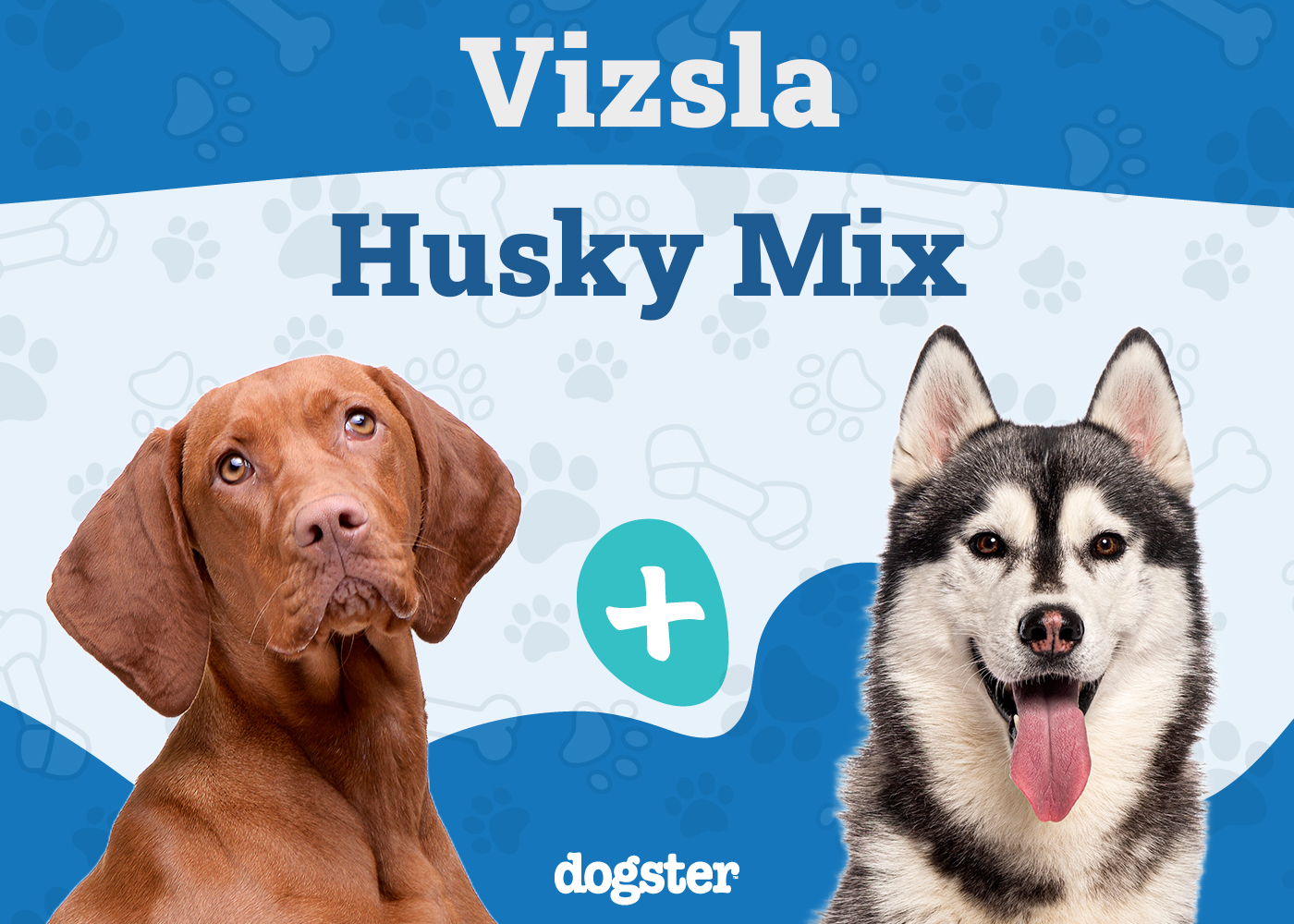 Vizsla Husky Mix