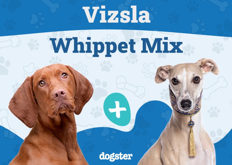 Vizsla Whippet Mix