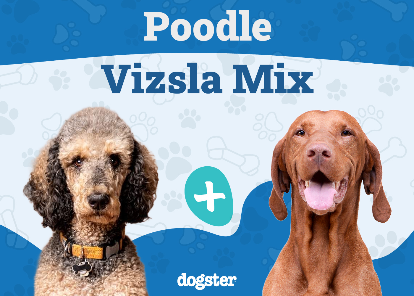 Vizsladoodle - Poodle Vizsla Mix