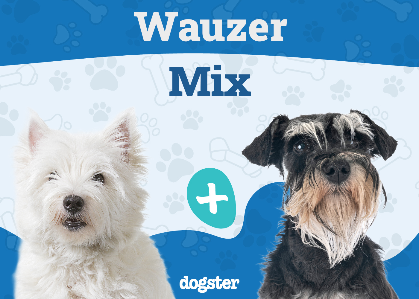 Wauzer - Westie Miniature Schnauzer Mix