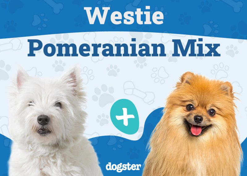 Weeranian - Westie Pomeranian Mix