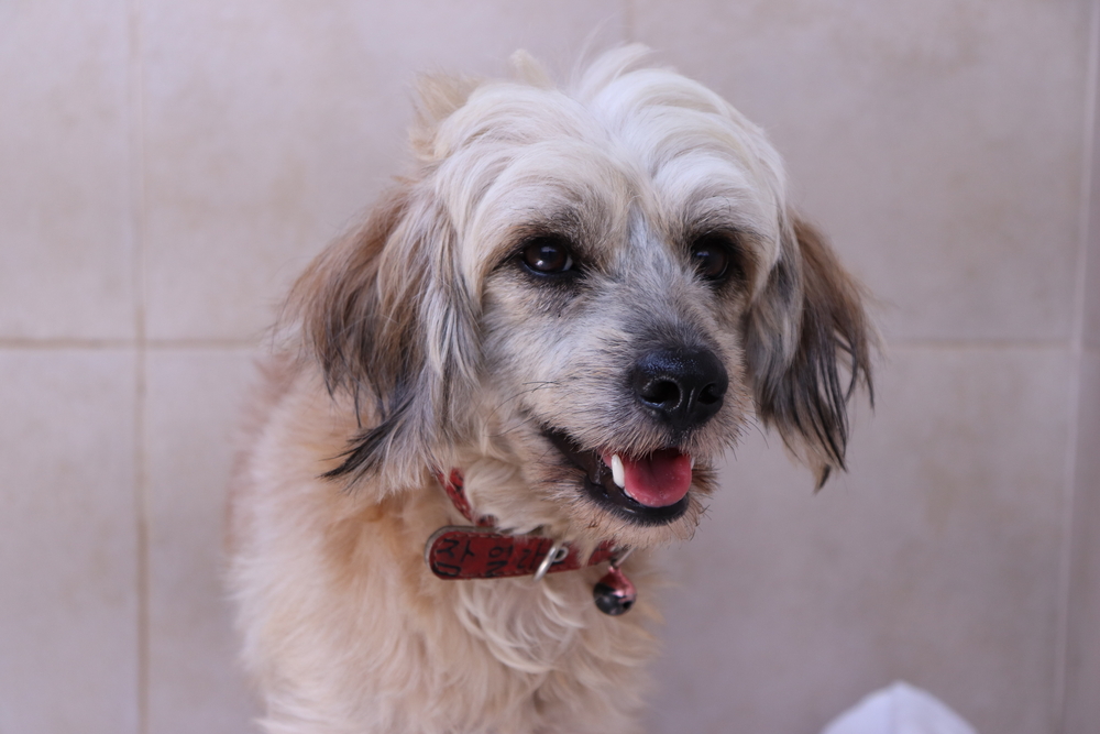 Weshi (West Highland White Terrier x Shih Tzu)