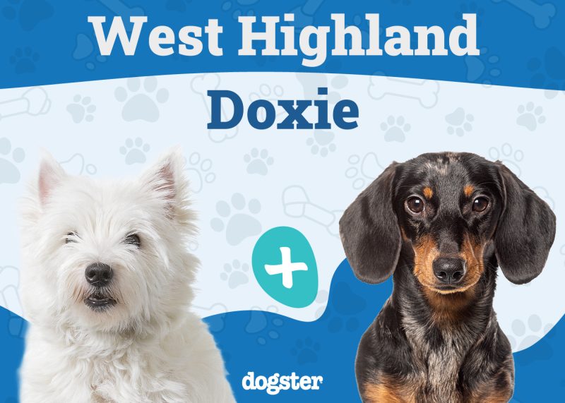 West Highland Doxie Mix