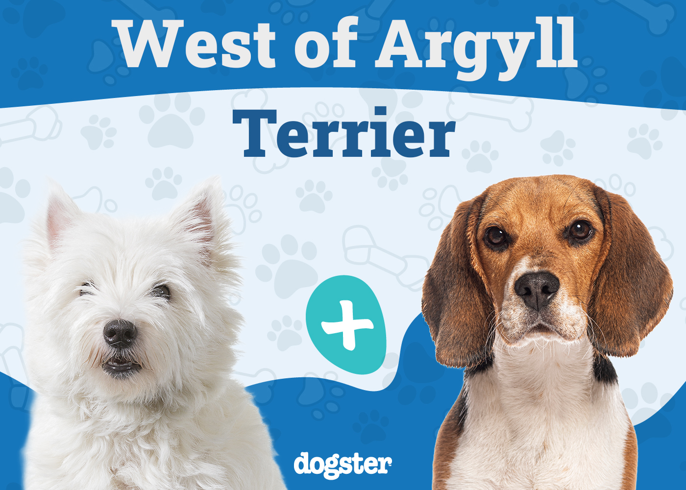 West of Argyll Terrier - Westie Beagle Mix