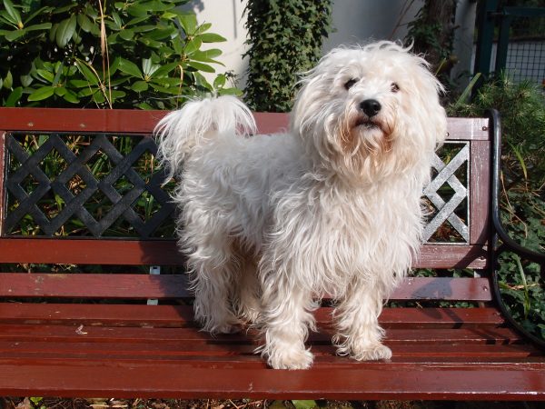 Westiepoo standing on a bench
