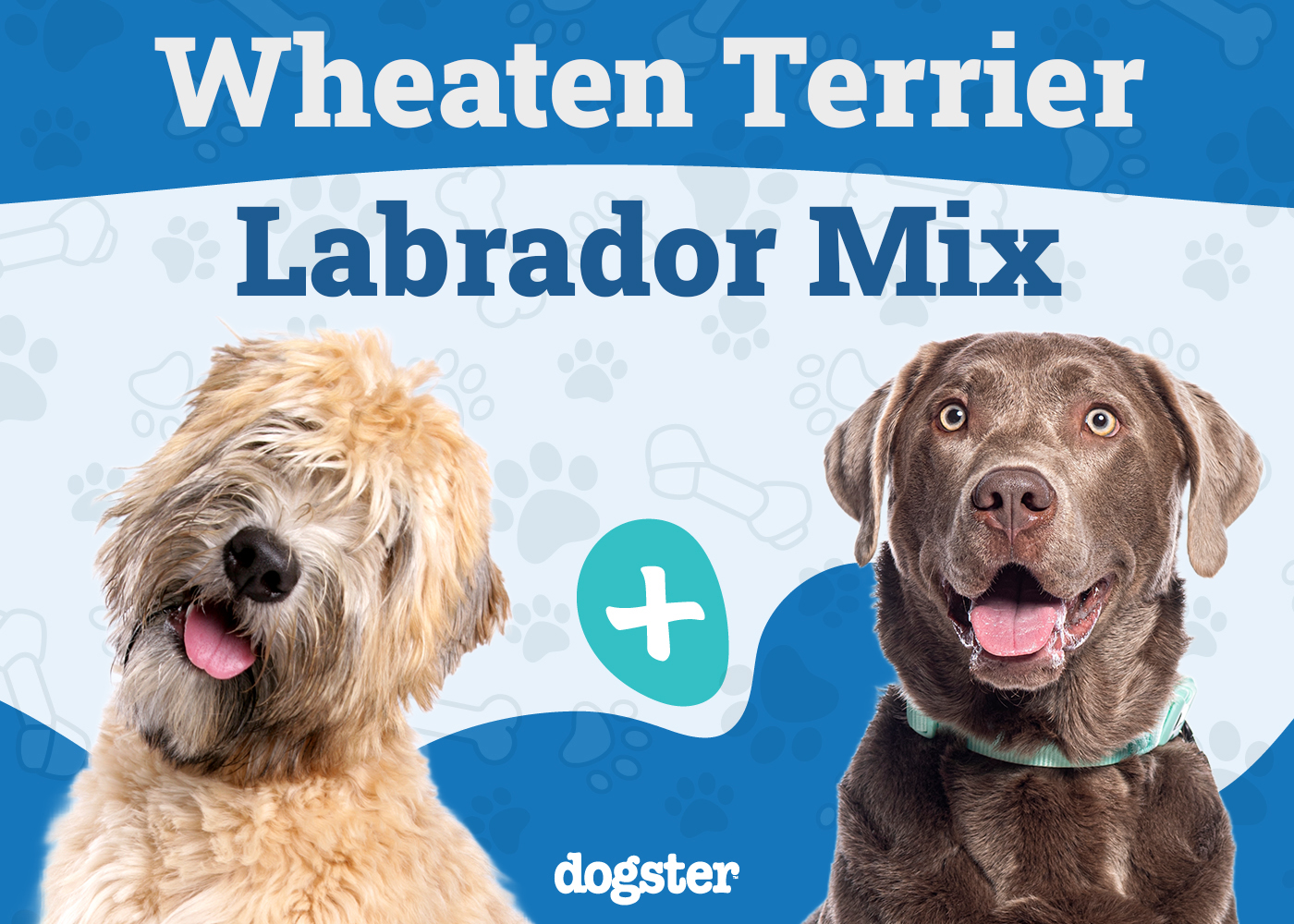 Wheatador - Wheaten Terrier Labrador Mix