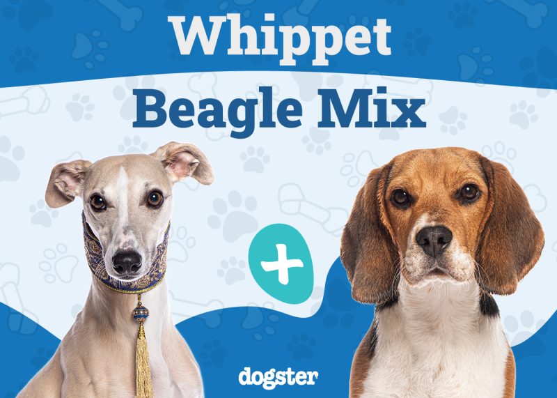 Whipbeagle - Whippet Beagle Mix