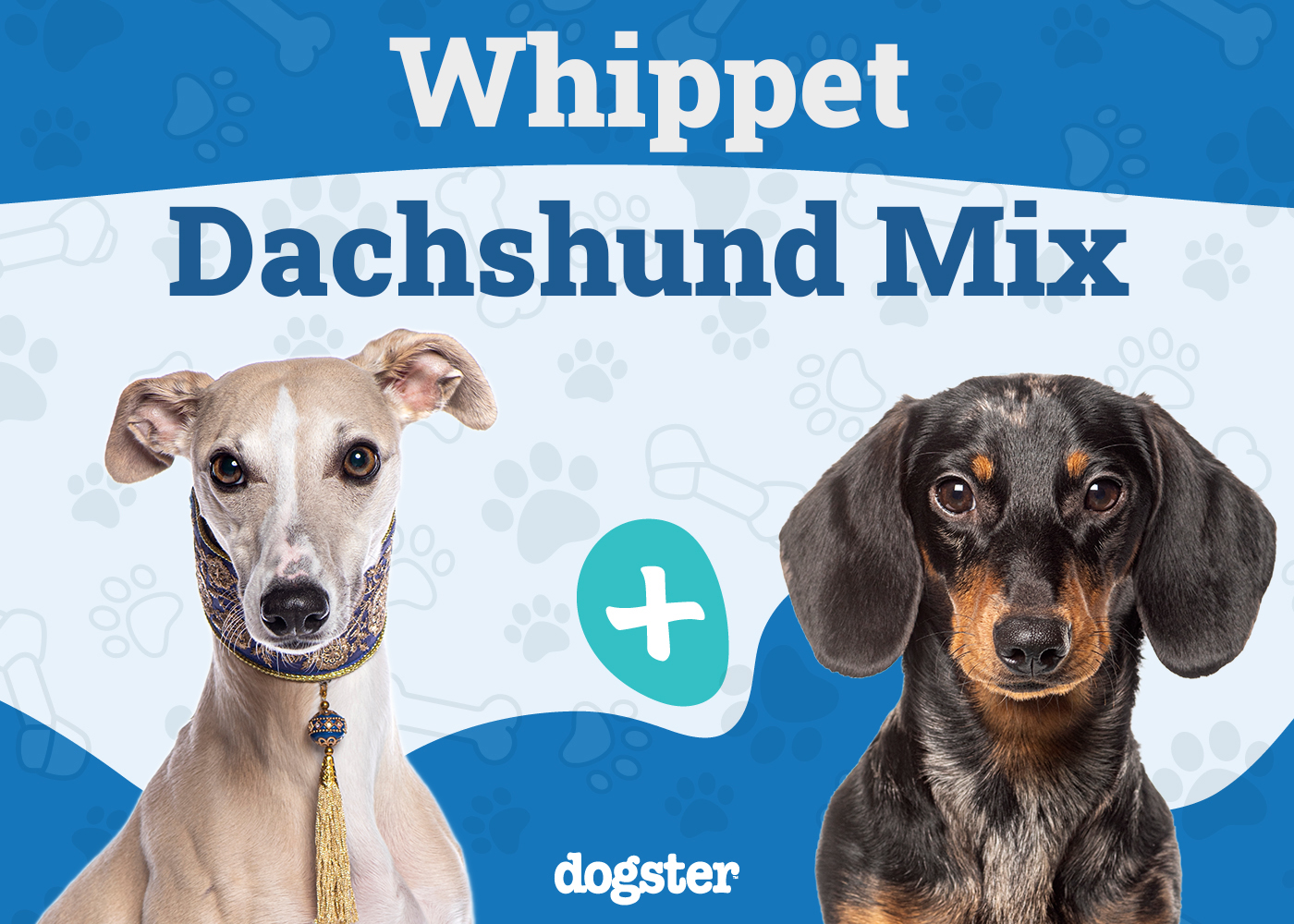 Whiphund - Whippet Dachshund Mix