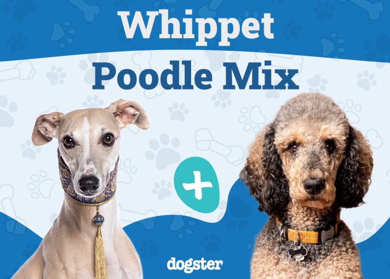 Whipoodle - Whippet Poodle Mix