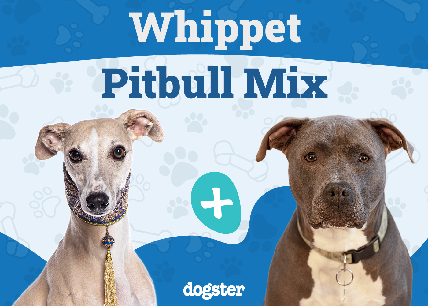 Whippet Pitbull Mix