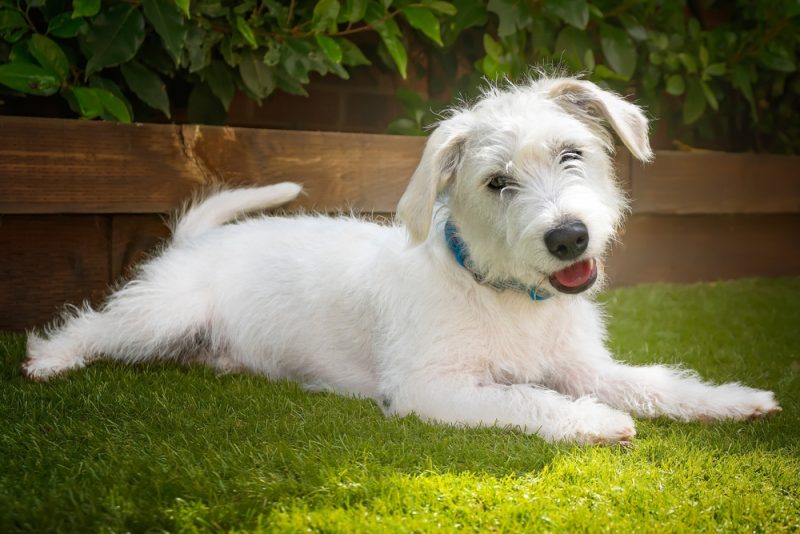 White Jackapoo laying on grass