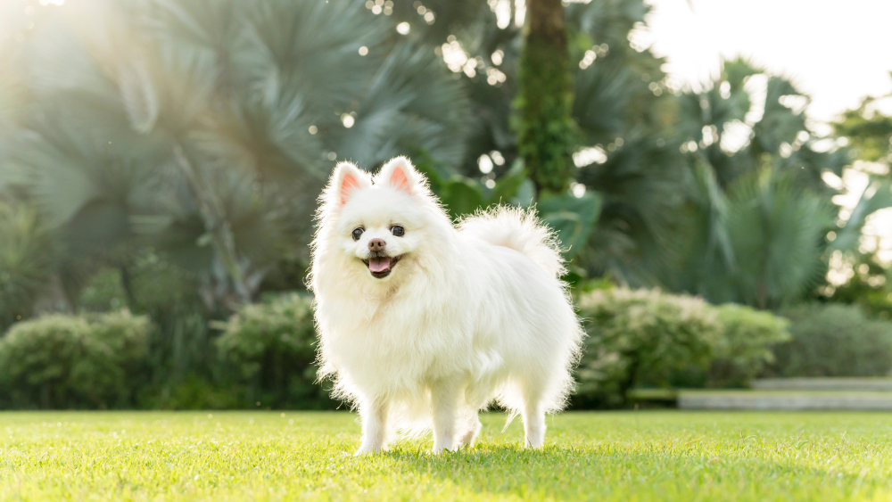 White Pomeranian dog standing on the grass