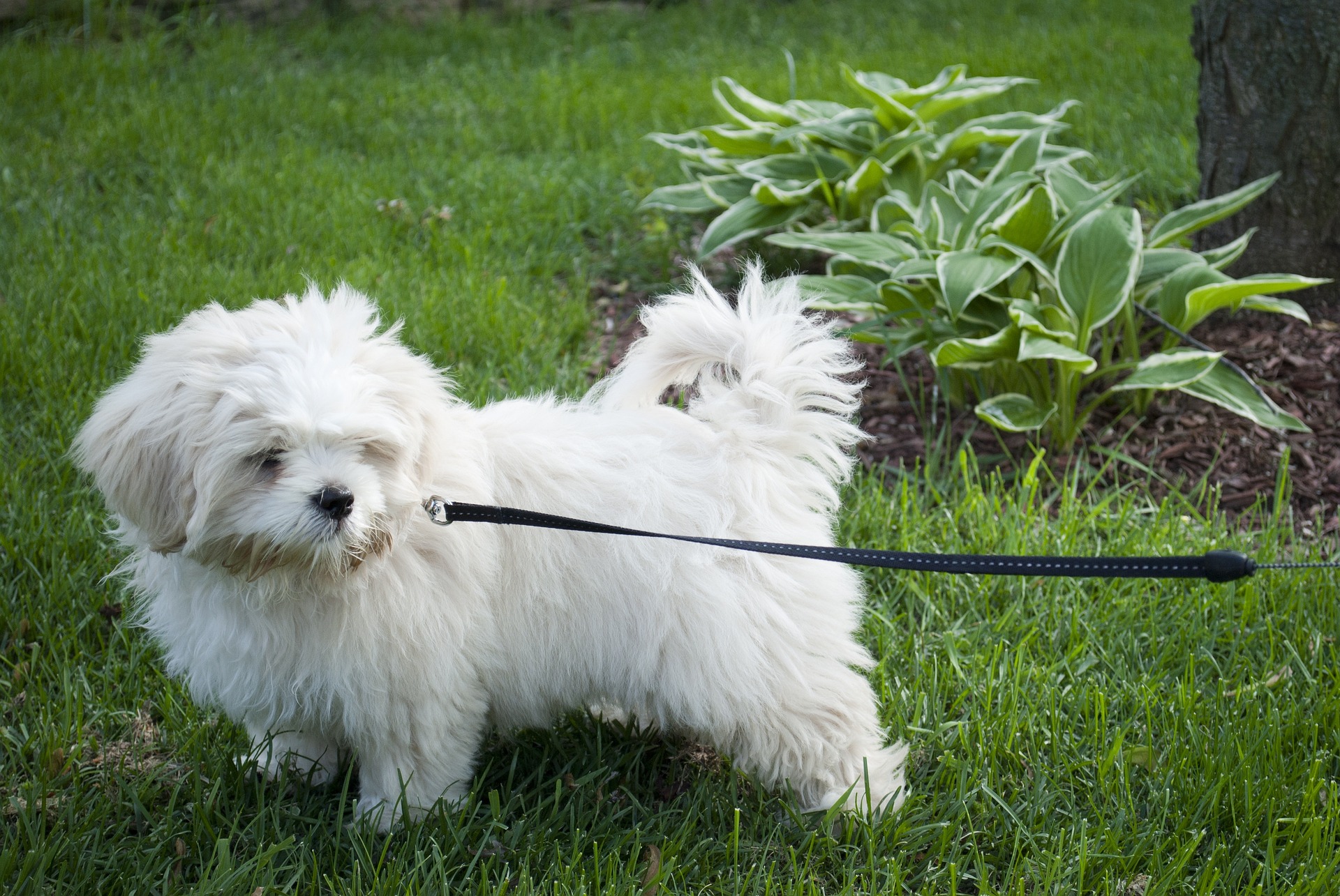 White puppy on a leash