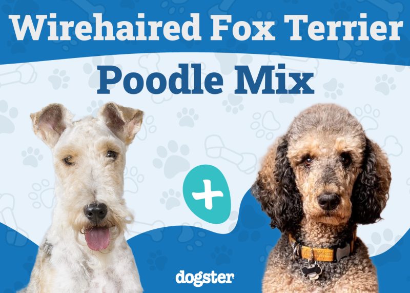 Wire Poo - Wirehaired Fox Terrier Poodle Mix