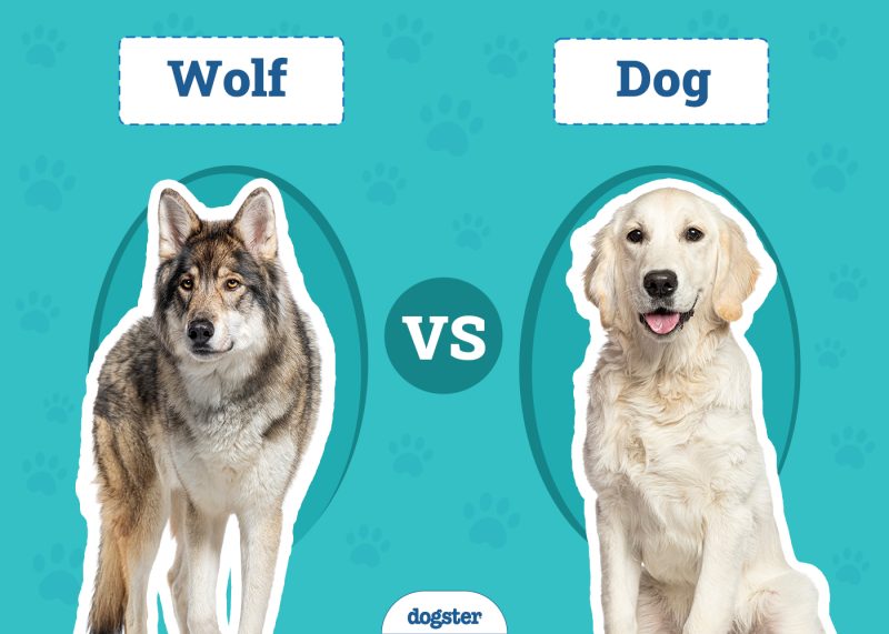 Wolf vs Dog