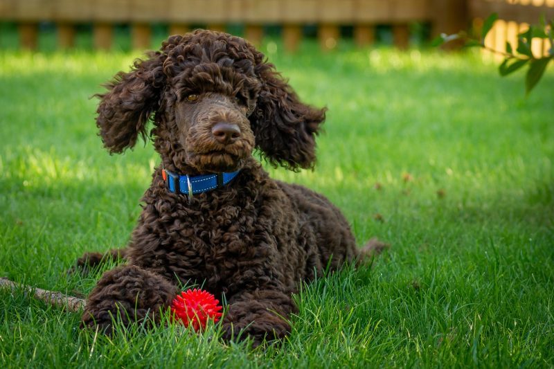 Woodle sitting on grass