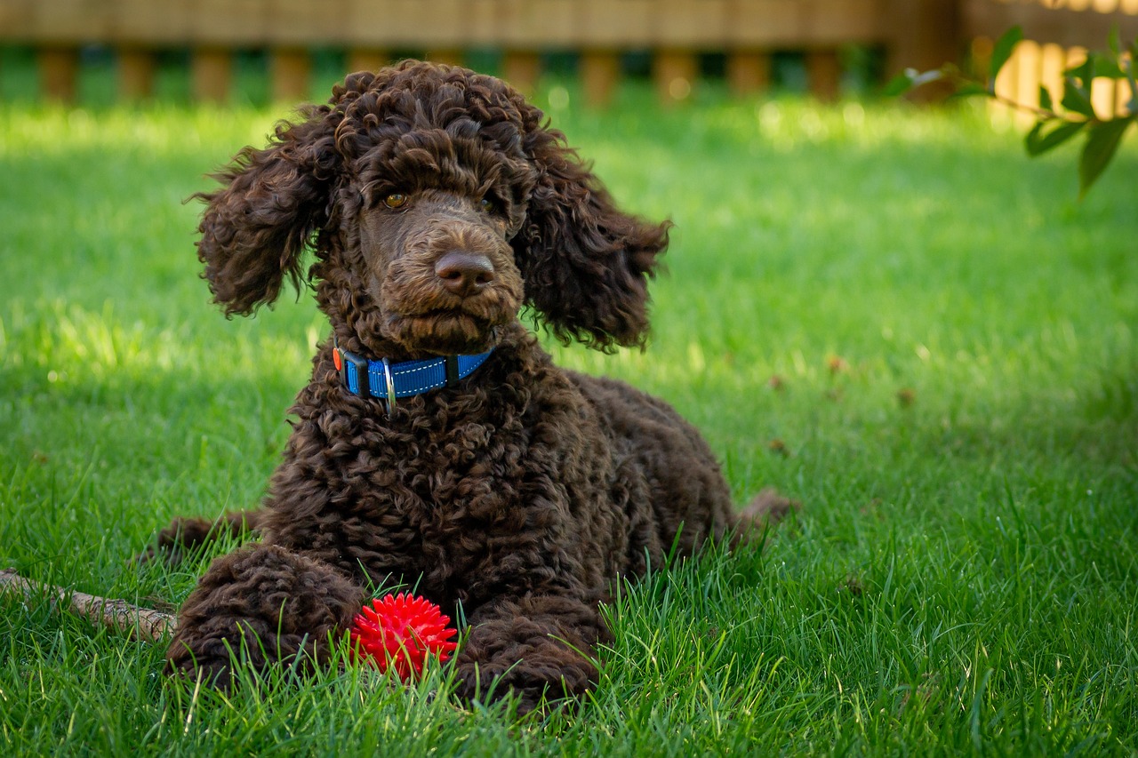 Woodle sitting on grass