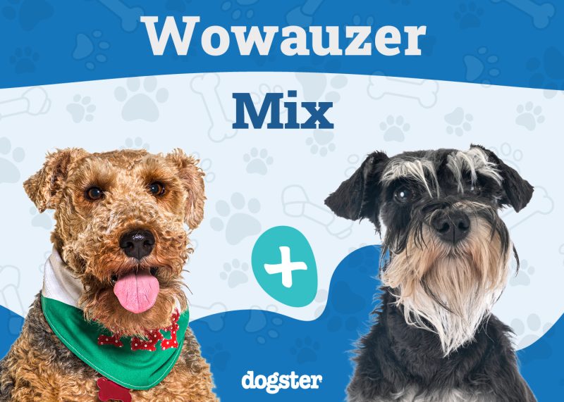 Wowauzer - Welsh Terrier Miniature Schnauzer Mix