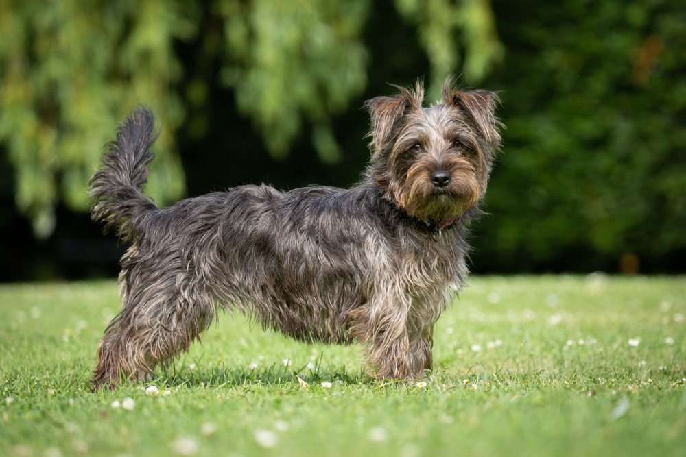 Yorkie Jack dog standing on grass