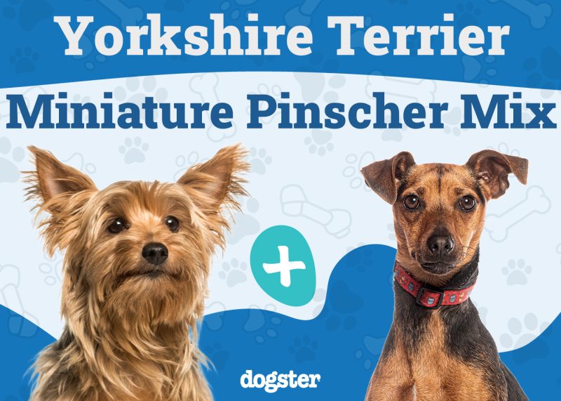 Yorkie Pin - Yorkshire Terrier Miniature Pinscher Mix