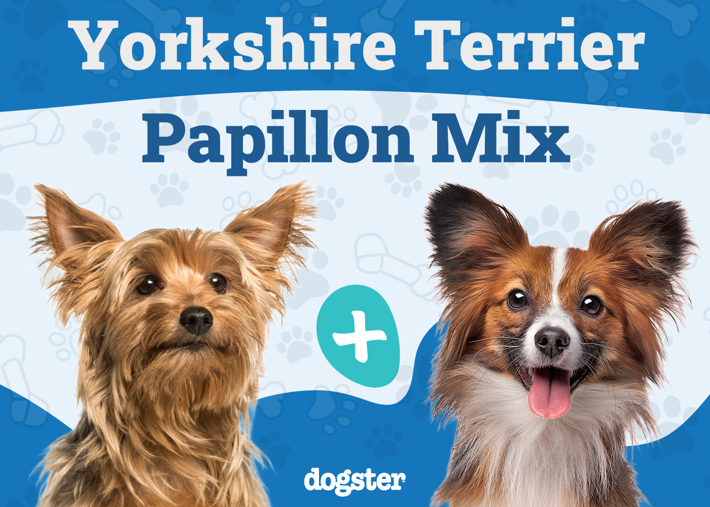 Yorkillon - Yorkie Papillon Mix