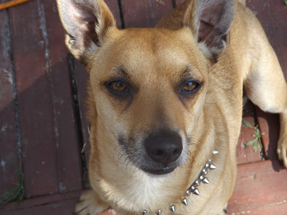 a pitbull chihuahua mixed breed dog