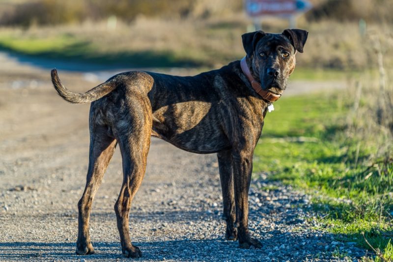 alano-espanol-spanish-bulldog-standing-in-the-country