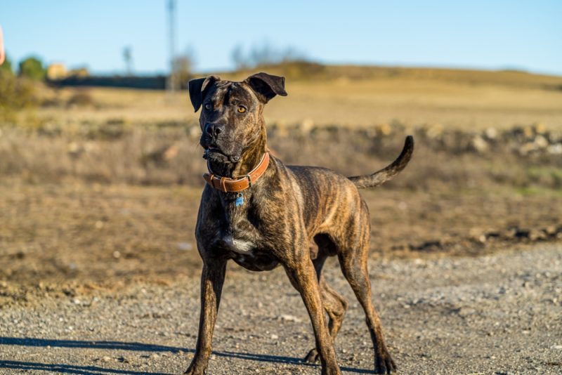 alano espanol spanish bulldog standing on the dirt road