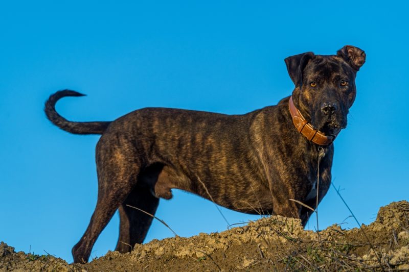 alano-espanol-spanish-bulldog-standing-on-the-hill