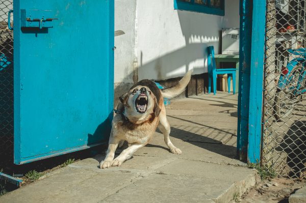 angry dog, Barking enraged dog at home