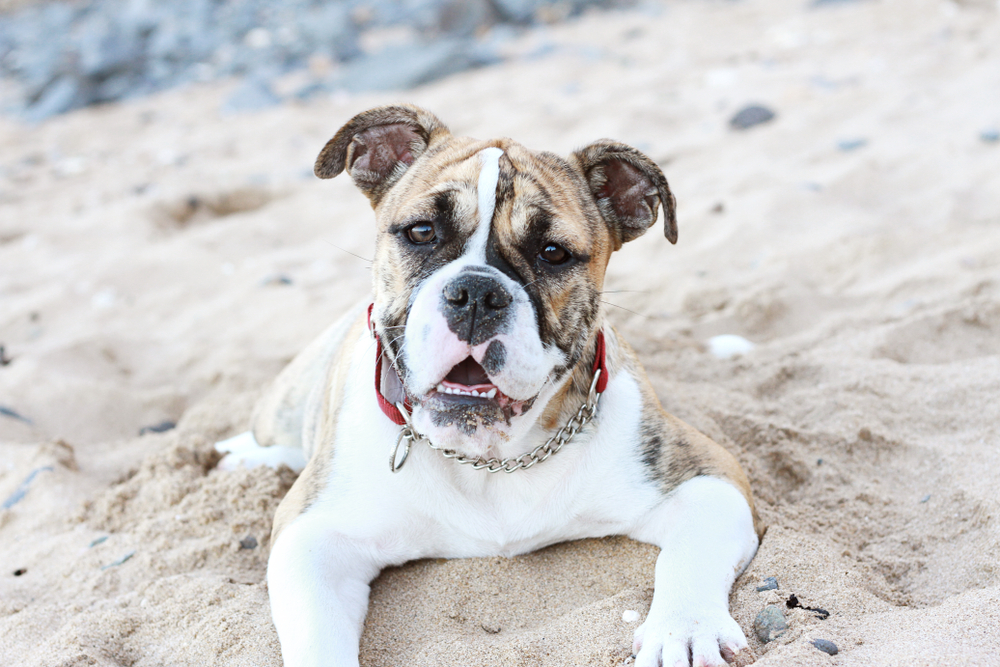 australian-bulldog-lying-on-the-beach