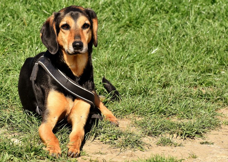 basschshund-laying-on-the-grass