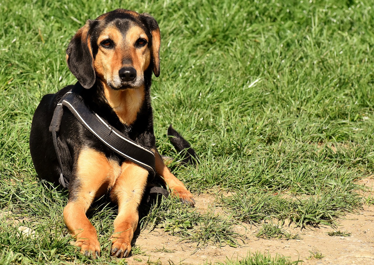 basschshund-laying-on-the-grass