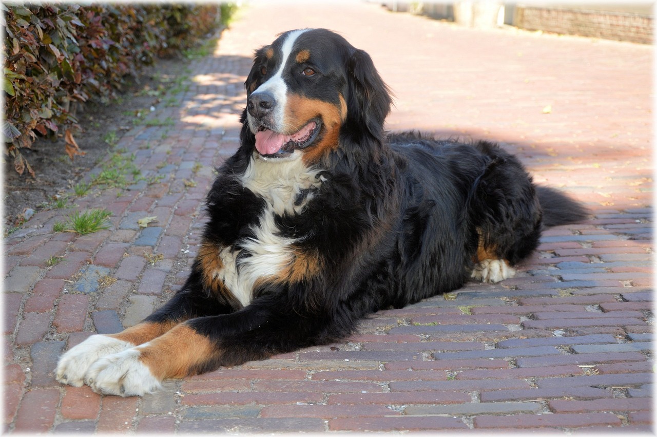 bernese mountain dog lying on the walkway