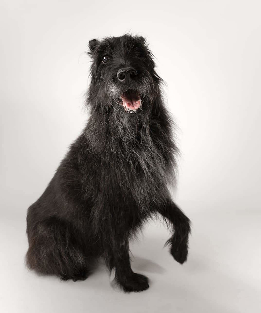 black bouvier des ardennes dog