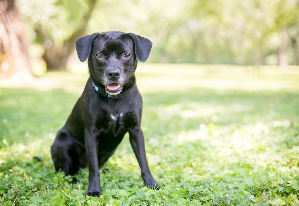 black-RetrieverBeagle-mixed-breed-puppy-sitting-outdoors