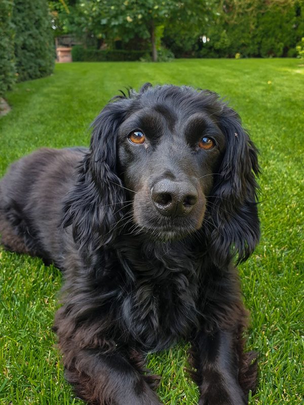 13 Popular Dachshund Mixes (With Pictures) Dogster