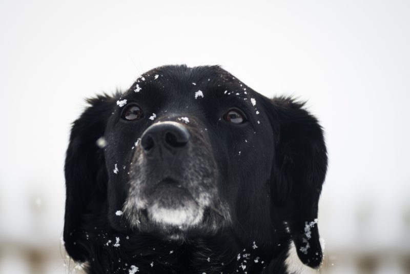black-springador-in-snow