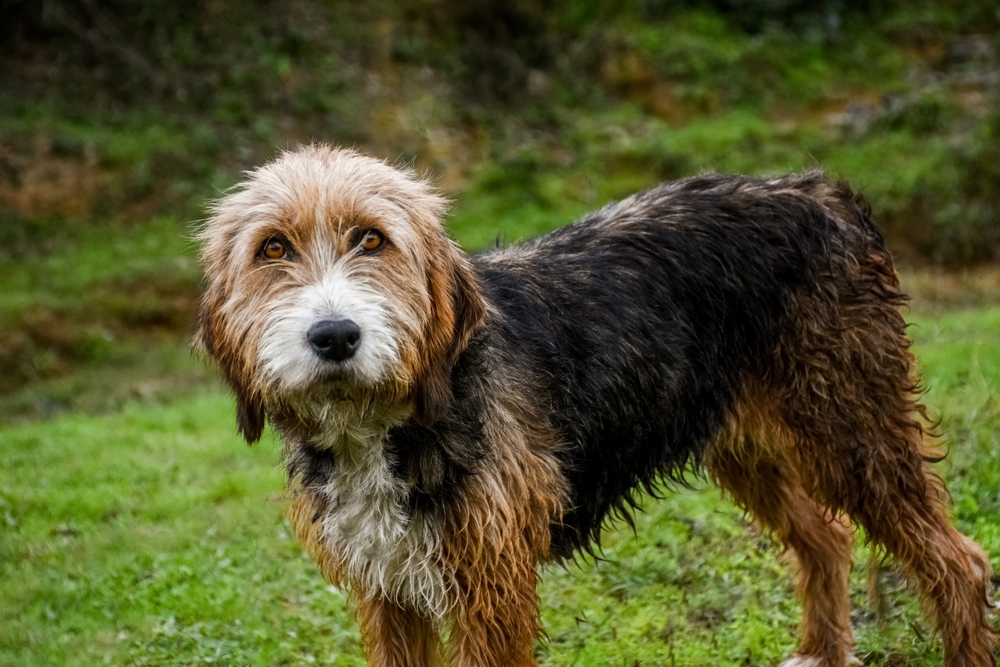 bosnian-coarse-haired-hound-standing-in-the-forest
