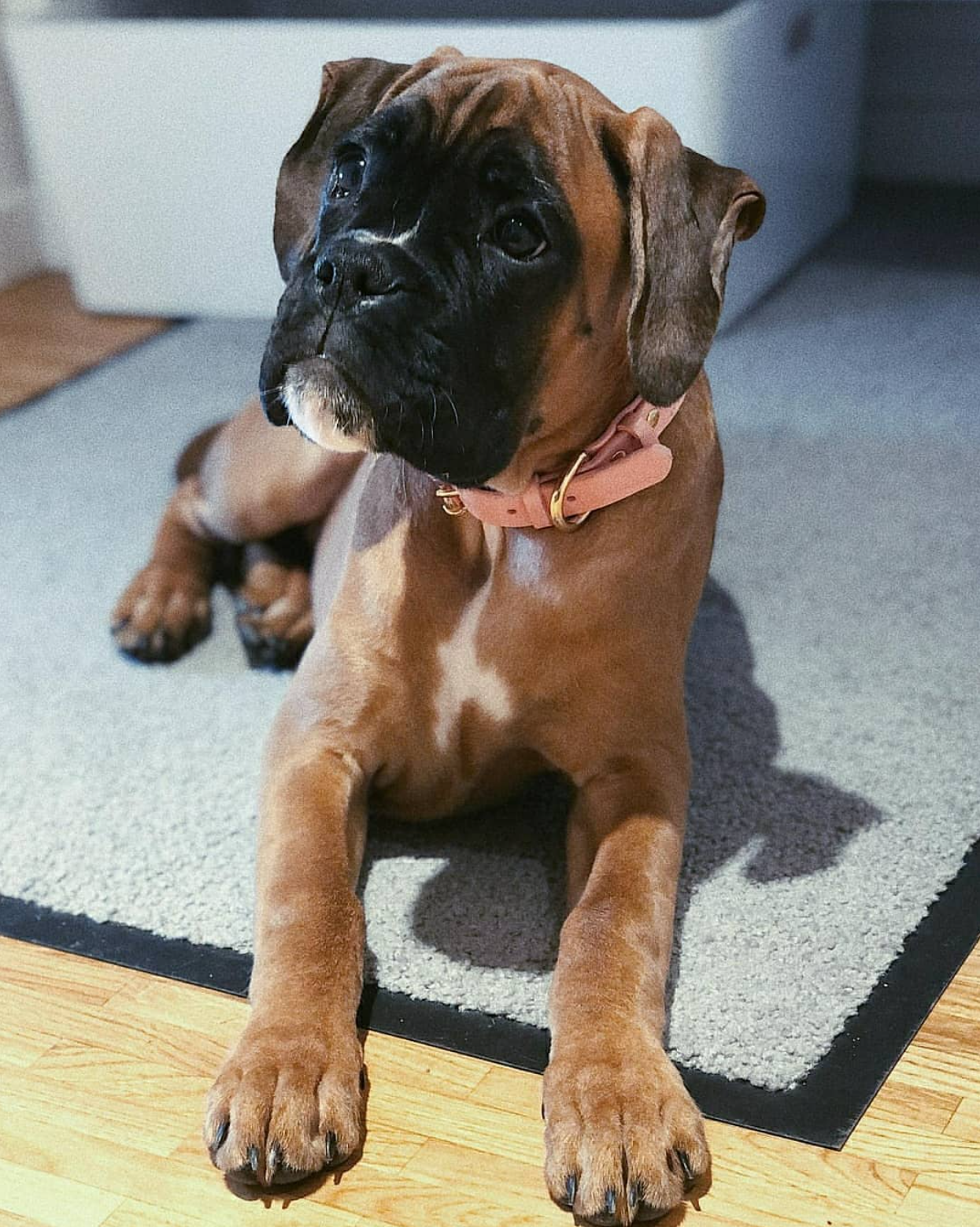 boxerman puppy lying on a carpet