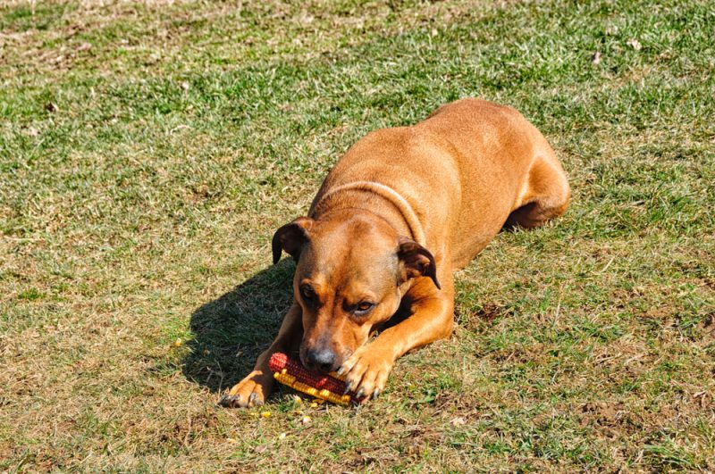 boxweiler-lying-in-the-grass-biting