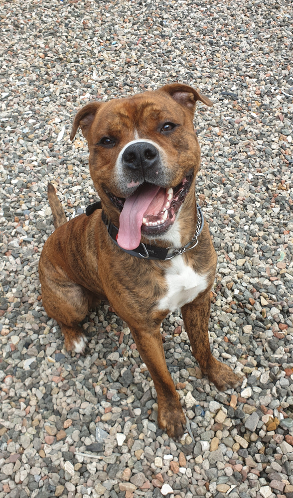 bullweiler dog happy with tongue hanging out