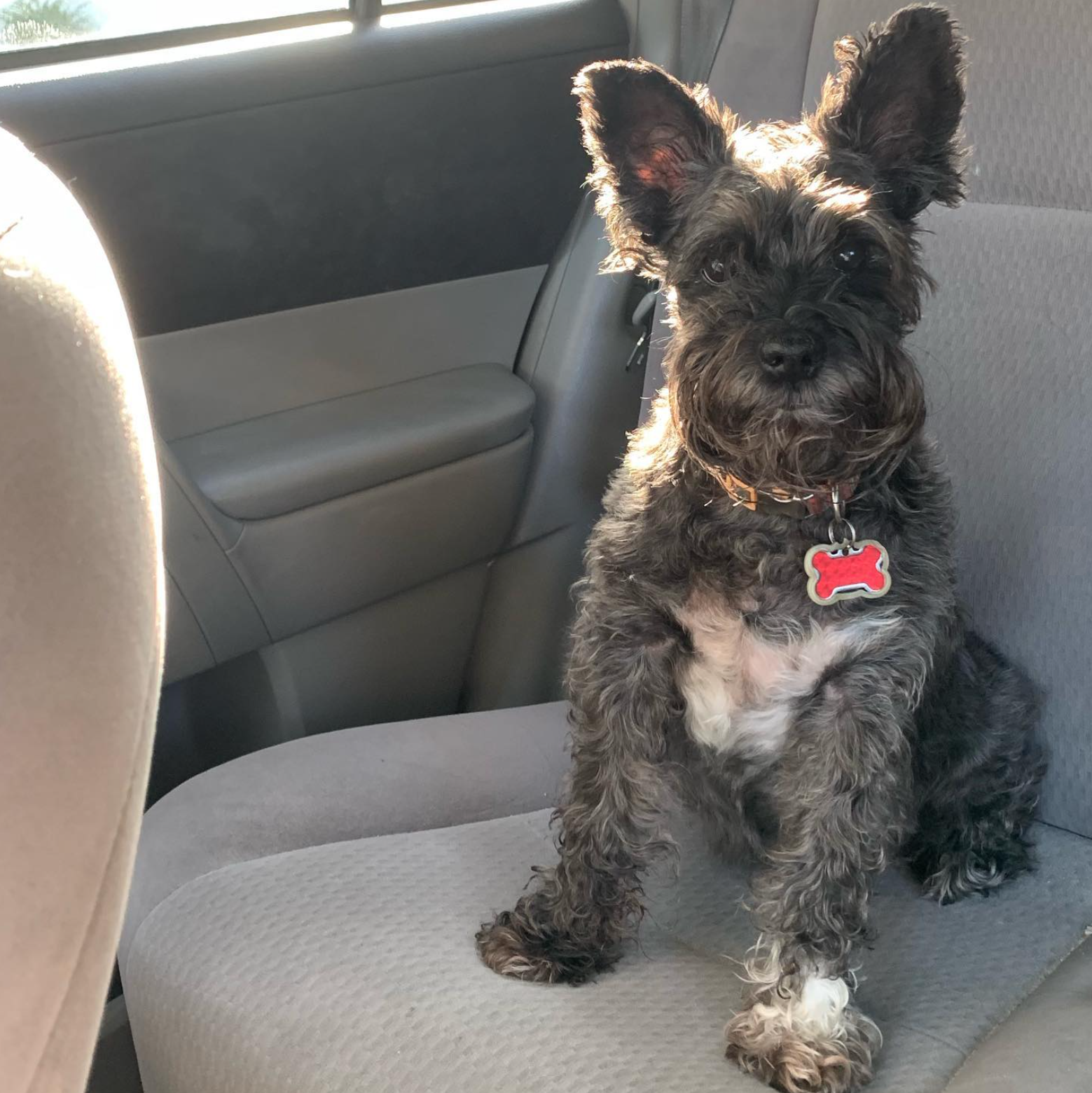 carnauzer sitting in a car