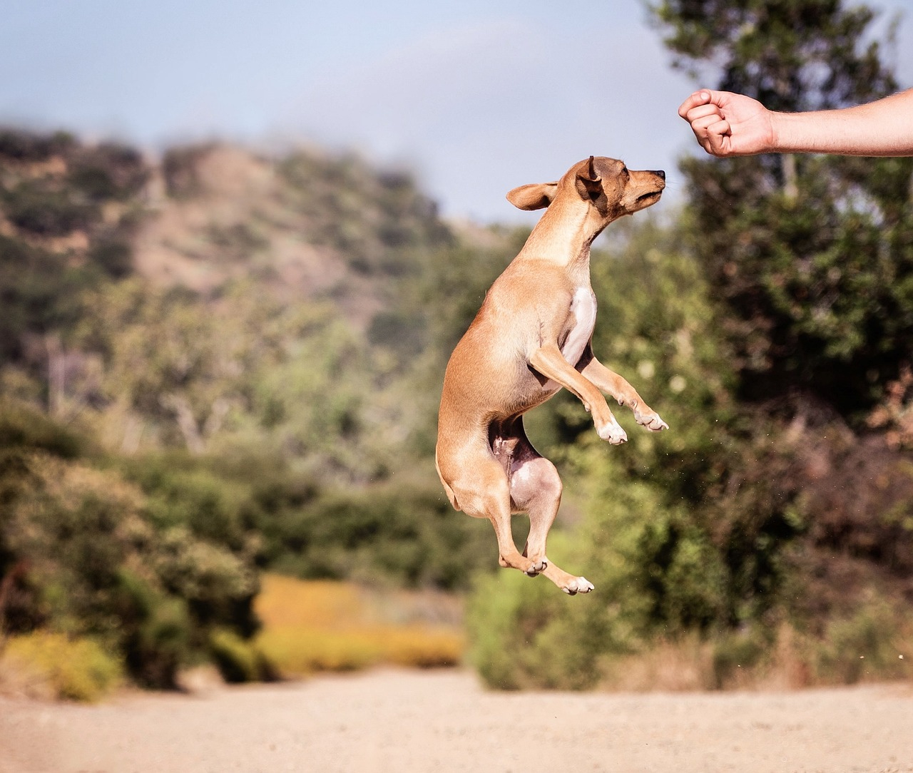chiweenie training