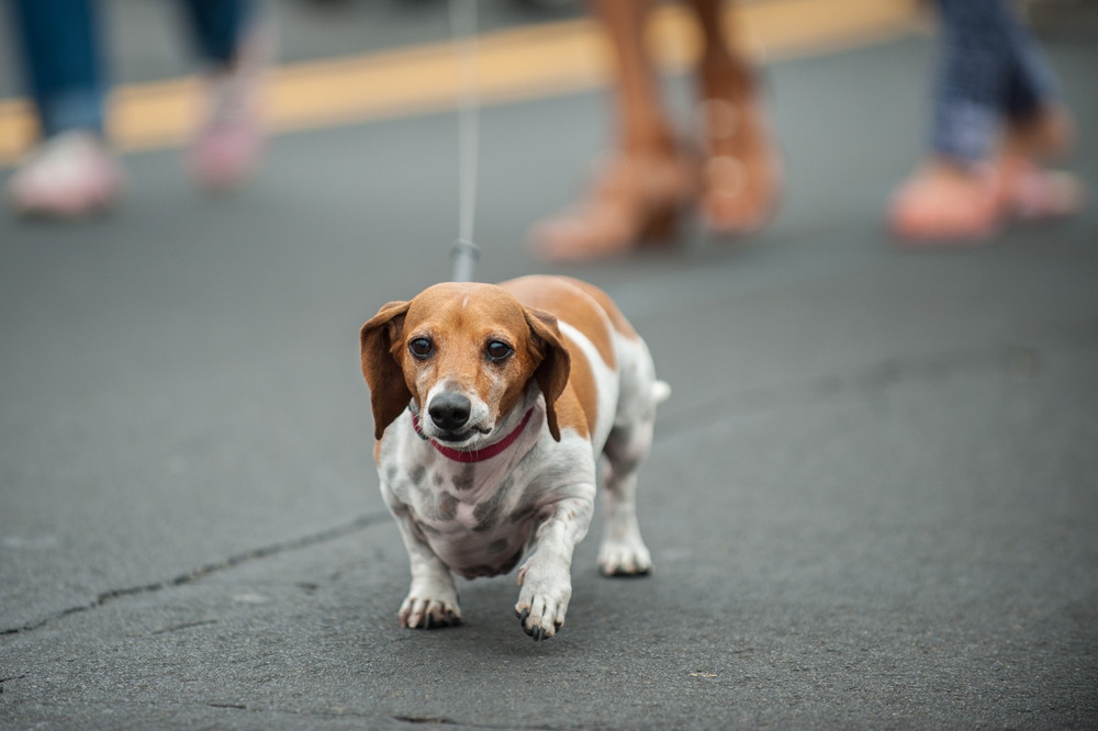 dachshund and beagle mixed breed